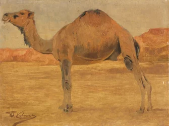 Dromedary